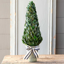 Load image into Gallery viewer, Lemon Leaf Cone Topiary 23&quot;
