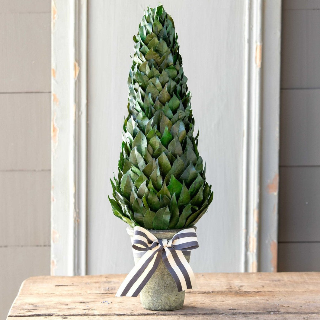 Lemon Leaf Cone Topiary 23
