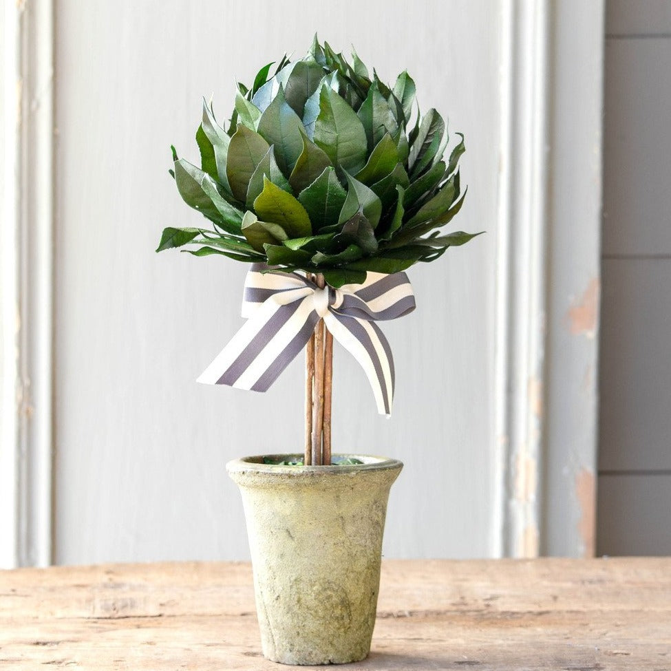 Lemon Leaf Ball Topiary 16