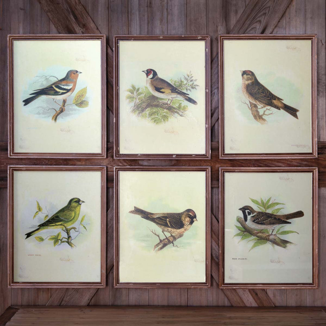 Vintage Bird Framed Prints (Set of 6)