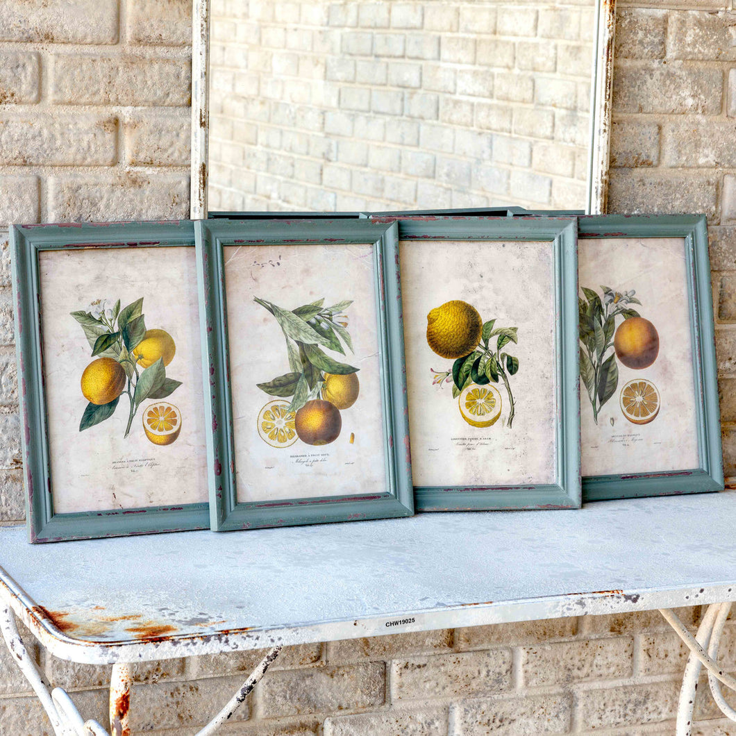 Citrus & Blossom Framed Prints
