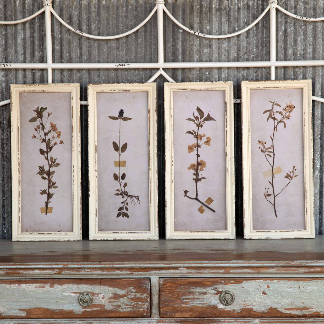 Pressed Botanical Framed Prints (Set of 4)