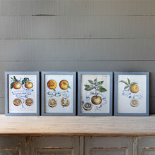 Load image into Gallery viewer, Citrus &amp; Ribbon Framed Prints
