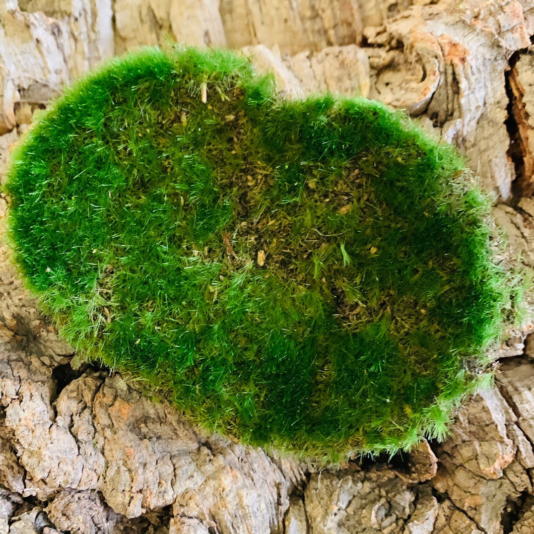 Fairy Garden Mini Oval Grass Plots